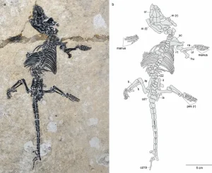 Ancient mammal fossil surprised scientists: a small animal that lived 120 million years ago
