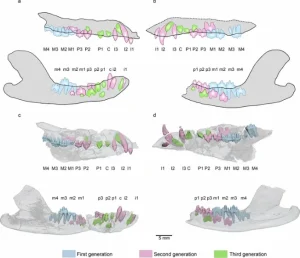 Ancient mammal fossil surprised scientists: a small animal that lived 120 million years ago