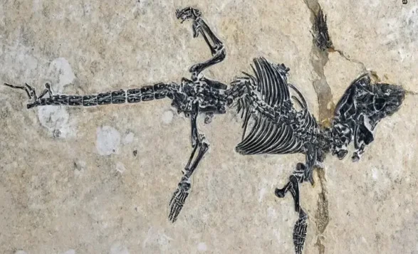 Ancient mammal fossil surprised scientists: a small animal that lived 120 million years ago