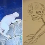 Mysterious Mutant Rat Caught on Camera in Mexico