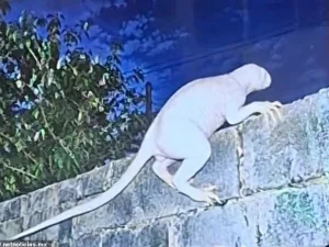 Mysterious Mutant Rat Caught on Camera in Mexico