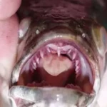 Land Walking Predatory Fish Take Over US RiverSystems