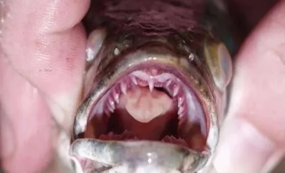 Land Walking Predatory Fish Take Over US RiverSystems