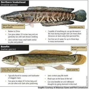 Land Walking Predatory Fish Take Over US RiverSystems